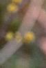 Lindera benzoin, flowers