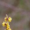 Lindera benzoin, flowers