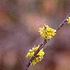Lindera benzoin, flowers