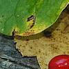 Lindera benzoin, fruit
