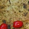 Lindera benzoin, fruit