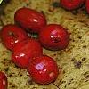 Lindera benzoin, fruit