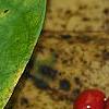Lindera benzoin, fruit