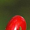Lindera benzoin, fruit
