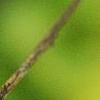 Lindera benzoin, fruit