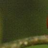Lindera benzoin, fruit