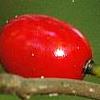 Lindera benzoin, fruit