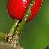 Lindera benzoin, fruit