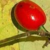 Lindera benzoin, fruit