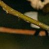 Lindera benzoin, fruit