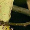 Lindera benzoin, fruit