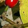 Lindera benzoin, fruit