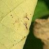 Lindera benzoin, fruit