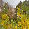 Lindera benzoin, fall color