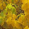 Lindera benzoin, fall color