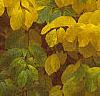 Lindera benzoin, fall color