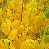 Lindera benzoin, fall color