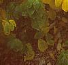 Lindera benzoin, fall color