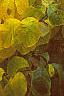 Lindera benzoin, fall color