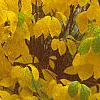 Lindera benzoin, fall color