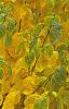 Lindera benzoin, fall color