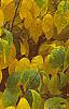 Lindera benzoin, fall color