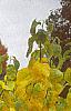 Lindera benzoin, fall color