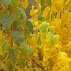 Lindera benzoin, fall color