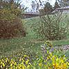 Lindera benzoin, fall color