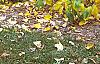 Lindera benzoin, fall color