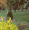 Lindera benzoin, fall color