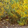 Lindera benzoin, fall color
