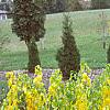 Lindera benzoin, fall color
