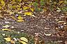 Lindera benzoin, fall color