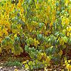 Lindera benzoin, fall color