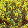 Lindera benzoin, fall color