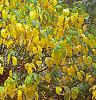 Lindera benzoin, fall color