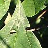Sassafras albidum, leaves