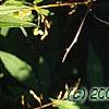 Sassafras albidum, leaves