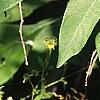 Sassafras albidum, leaves