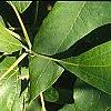 Sassafras albidum, leaves