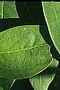 Sassafras albidum, leaves