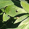 Sassafras albidum, leaves