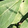Sassafras albidum, leaves
