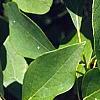 Sassafras albidum, leaves