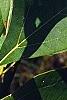 Sassafras albidum, leaves