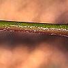 Sassafras albidum, buds