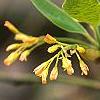 Sassafras albidum, flowers