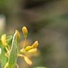 Sassafras albidum, flowers