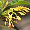 Sassafras albidum, flowers